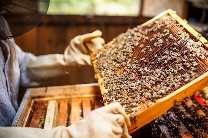 Taiwan honey [natural 100 nectar 600ml] brand recommendation - น้ำผึ้ง - อาหารสด 