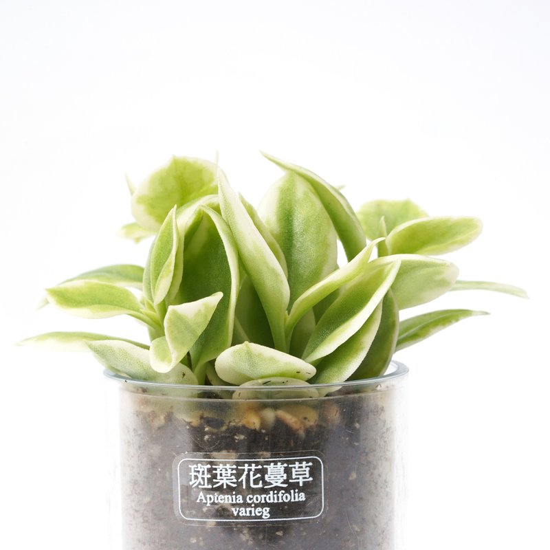 【variegated flower and vine】succulent plant intelligent potted pot | - Plants - Plants & Flowers 