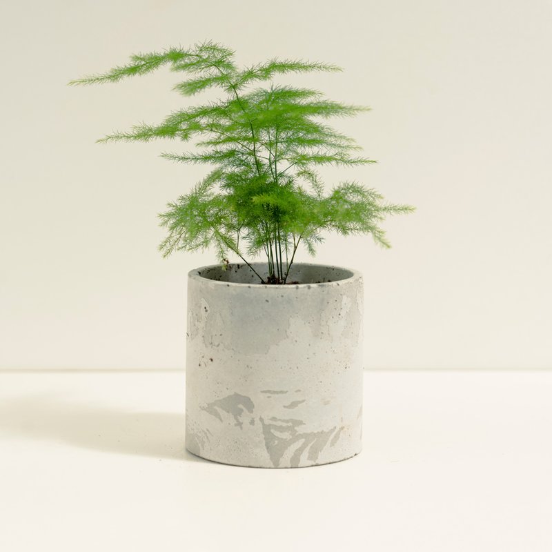 文竹│泥作系列│福所栽 - 植栽/盆栽 - 水泥 綠色