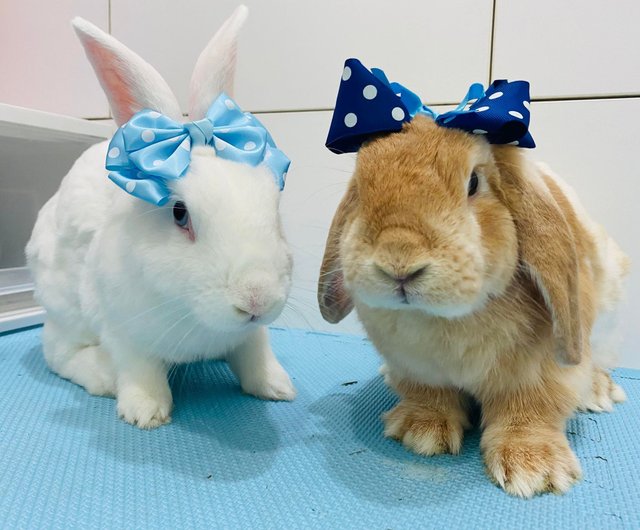 Accessories for 2024 pet bunnies