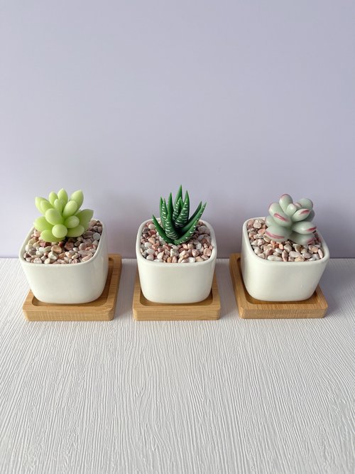 【tomato9900】植物人形セット tomato9900】植物人形セット 多肉植物 スターターセット