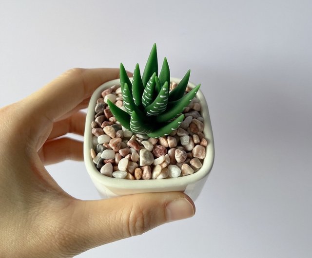 【tomato9900】植物人形セット 楽天市場】胡蝶蘭の植え替え 胡蝶蘭 植木鉢 5鉢セット 透明 排水