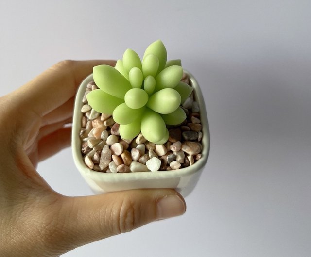 模擬粘土多肉植物】オーダーメイド_単鉢小多肉植物3個入_角型