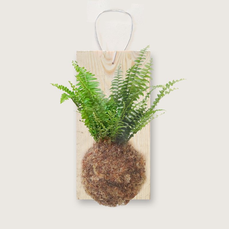 Boston fern on board - ตกแต่งต้นไม้ - ไม้ สีเขียว