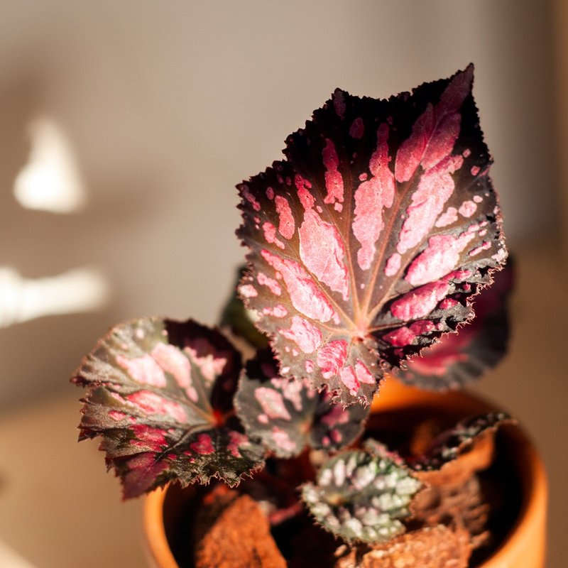 紅星海棠 | 耐陰植栽 | 居家佈置 | 辦公室盆栽 - 盆栽/植栽 - 植物．花 紅色