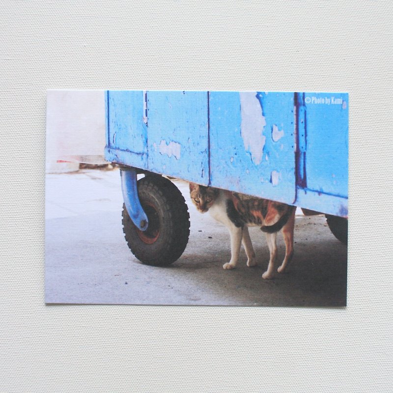 Postcard-Taiwan Wild Cat Collection-Shy Little Wave Cat - การ์ด/โปสการ์ด - กระดาษ หลากหลายสี