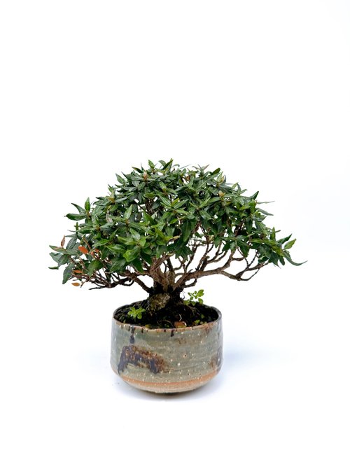 浮生植栽 小品盆栽 縮緬葛