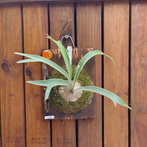 On the board staghorn fern Australian Silver P. veitchii wild collection  plant