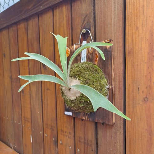 On the board staghorn fern Australian Silver P. veitchii wild