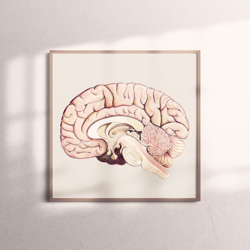 複製畫-Cross Section of Brain | 腦半球解剖 - 海報/掛畫/掛布 - 紙 