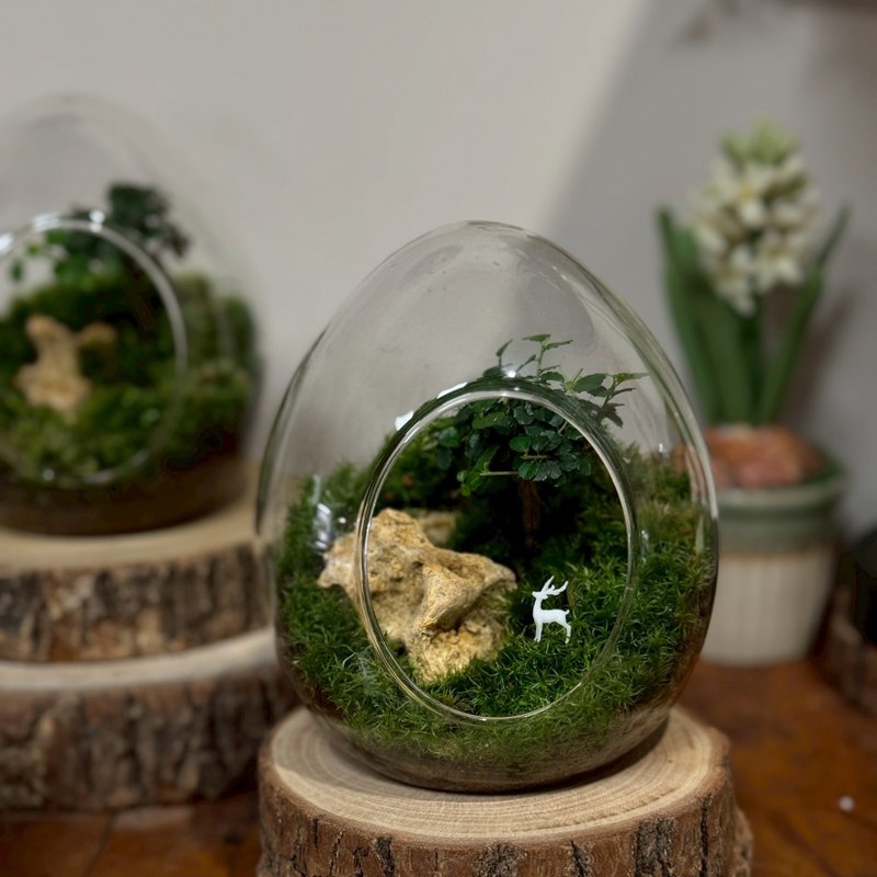 【新竹自取+宅配】福祿森林 苔蘚缸(蛋型).生態缸.造景 - 盆栽/植栽 - 植物．花 綠色