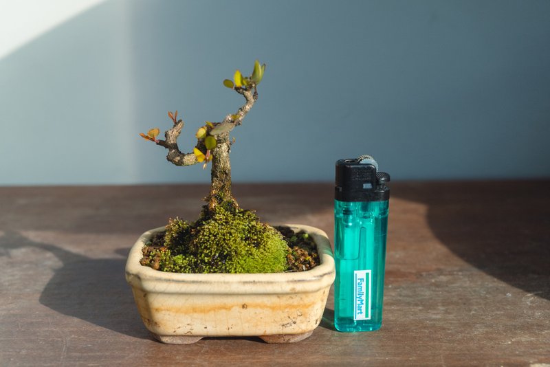 Mini cow thorn potted plant, miniature potted plant, mini potted plant, small potted plant, mini shaped potted plant - ตกแต่งต้นไม้ - พืช/ดอกไม้ 