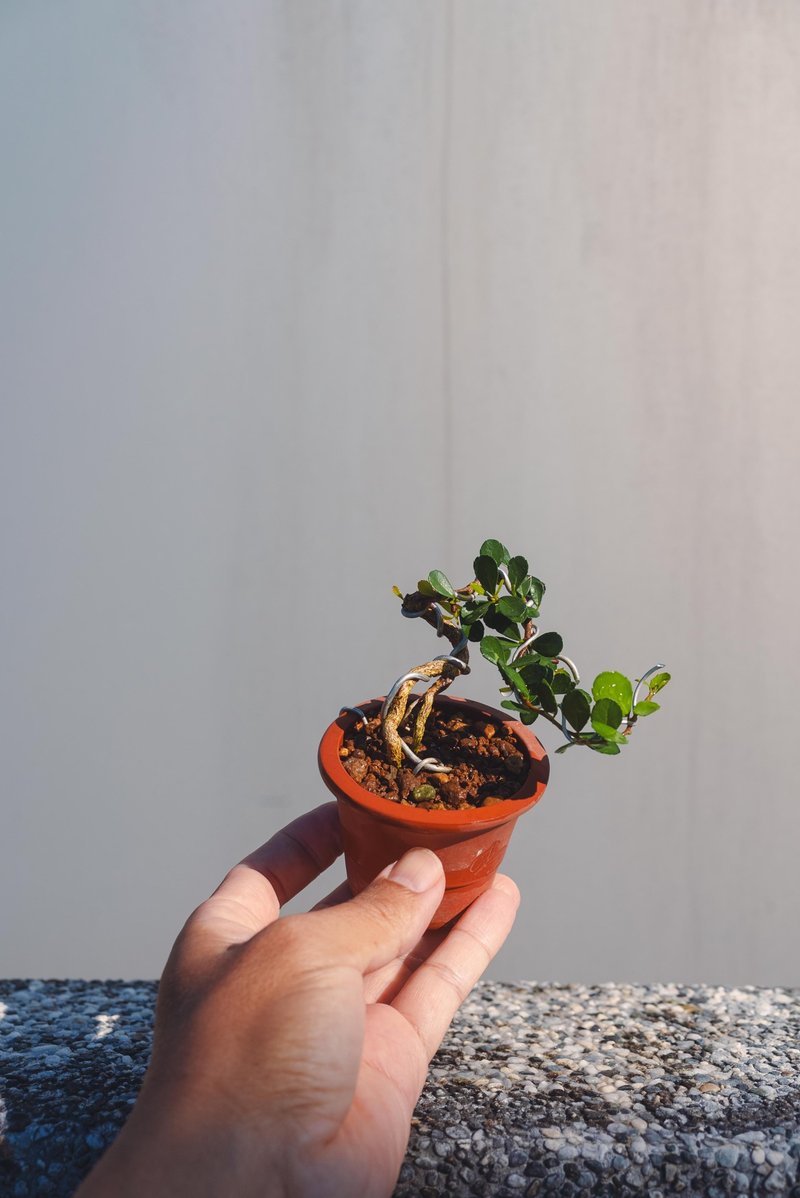 迷你牛港刺盆栽 微型盆栽盆景 牛港刺植栽 - 盆栽/植栽 - 植物．花 