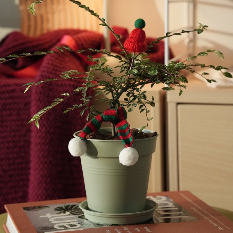 聖誕小樹禮盒- 斑葉瑜樹 - 植物/盆栽/盆景 - 植物．花 