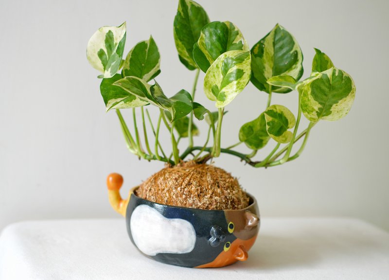 【限量一盆】白金葛•歪頭三花貓 陶物盆栽 - 盆栽/植栽 - 陶 多色