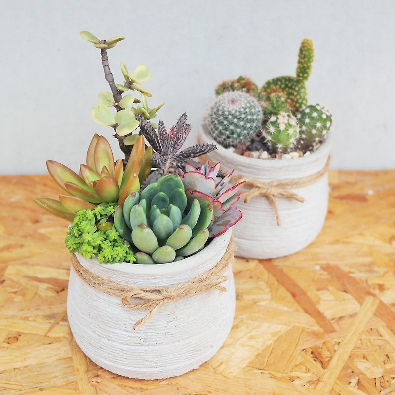 [Doudou Succulents] Housewarming│Gifts│Promotion│Succulents│-Urn-shaped mud pot planting combination - ตกแต่งต้นไม้ - ปูน 