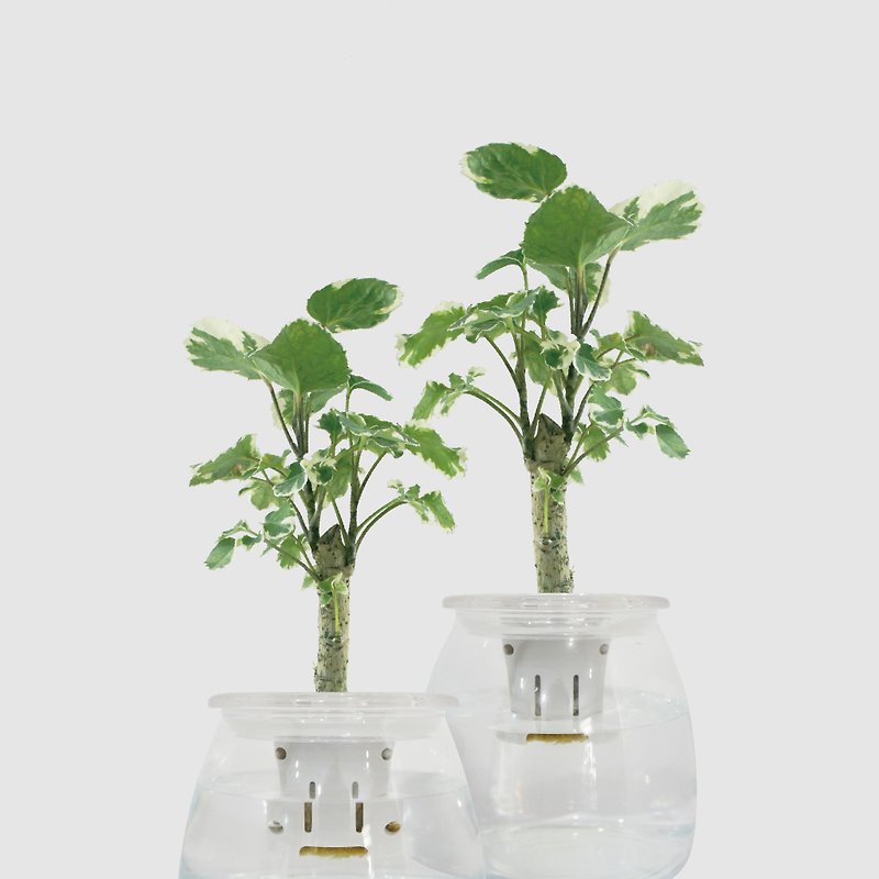 │ Glass Series │ Phlox variegata - hydroponic potted fish-water symbiosis office plant - ตกแต่งต้นไม้ - พืช/ดอกไม้ สีใส