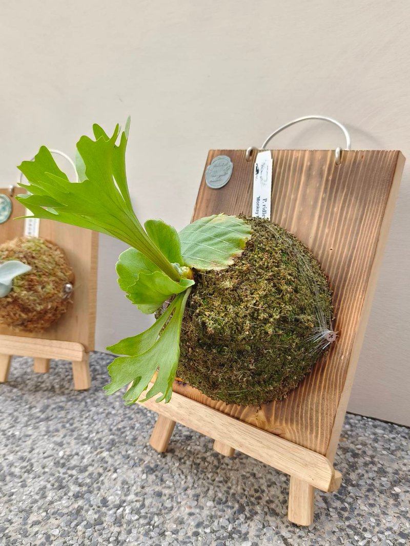 板架加購區 木製板架 可放置於任何空間展示鹿角蕨(不含植株) - 擺飾/家飾品 - 木頭 咖啡色