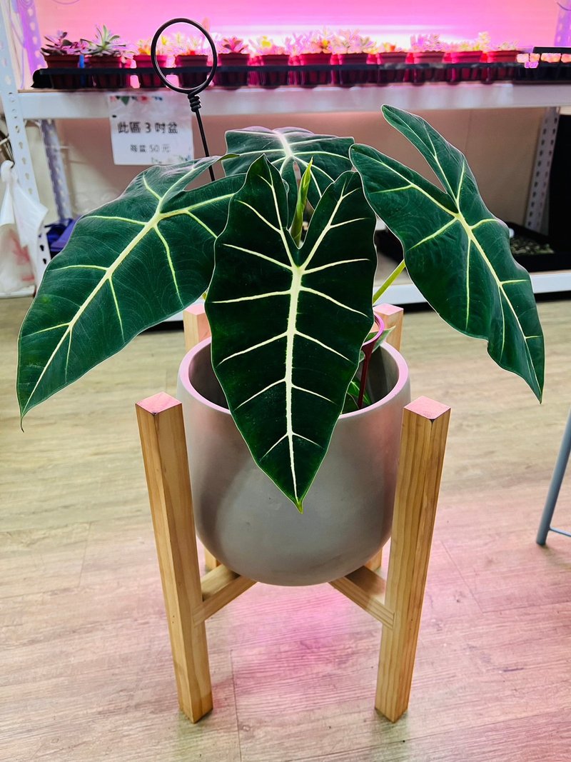 落地型(含木製腳架) 絨葉觀音蓮 文青網美最愛 觀葉植物 喬遷誌喜 - 盆栽/植栽 - 水泥 銀色