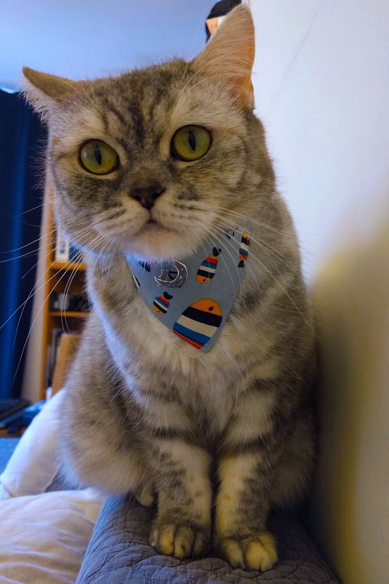 Rainbow Fish Triangle Collar Collar Cat Dog Neck Strap S size - Collars & Leashes - Cotton & Hemp Multicolor