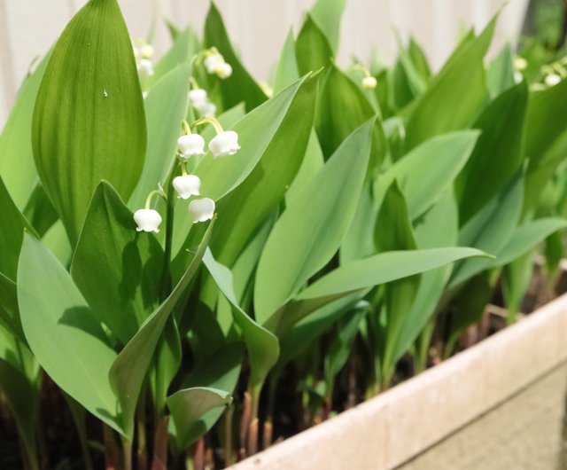 le muguet 鈴蘭のブローチ | salondumuguet