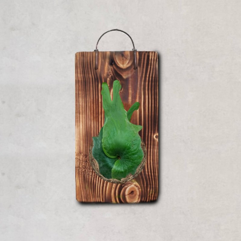 Plant Queen Staghorn Fern on plate - ตกแต่งต้นไม้ - ไม้ สีเขียว