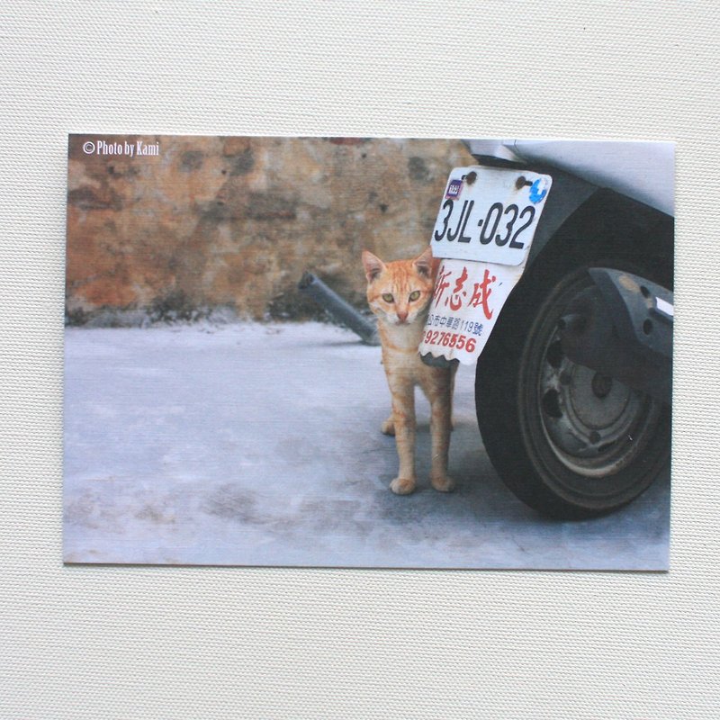 Postcard-Taiwan Wildcat Collection-Little Stinking Orange Meow - Cards & Postcards - Paper Multicolor