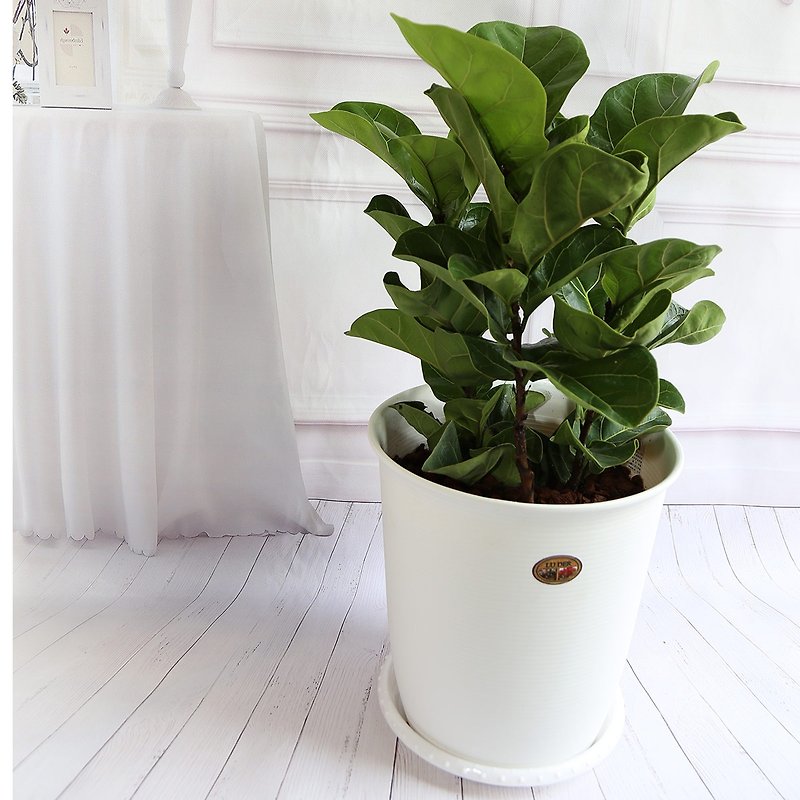 Nordic style potted plant*PD71/Qin Yerong/Large pot/New home completion/Opening gift/Nordic style design - ตกแต่งต้นไม้ - พืช/ดอกไม้ 