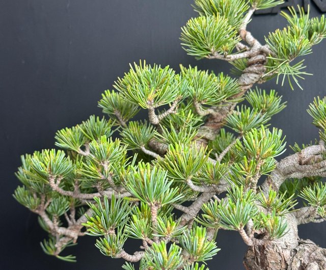 日本五葉松植物盆景盆栽bonsai 楓葉塊根多肉植物送禮BONSAI HONG KONG