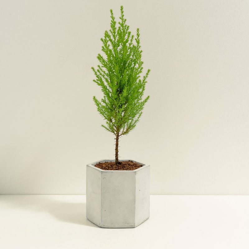 Fragrant Crown Cypress│Mud Work Series│Planted by Blessings - Plants - Cement Yellow