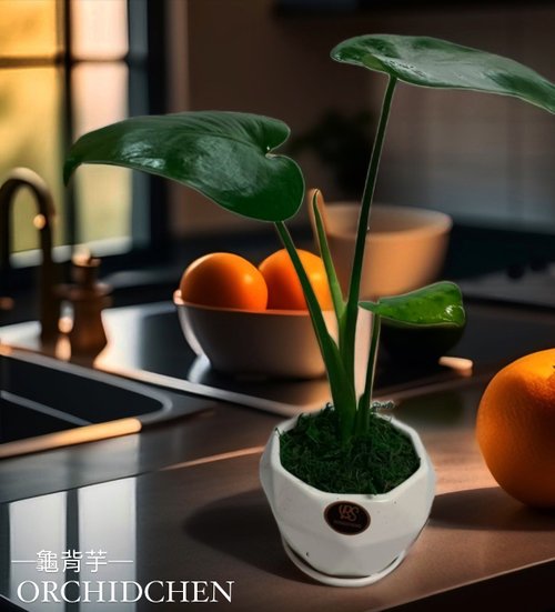 ORCHID CHEN 蘭沉空間 文青首選 心型龜背芋 室內植物 好照顧 送禮自用擺設