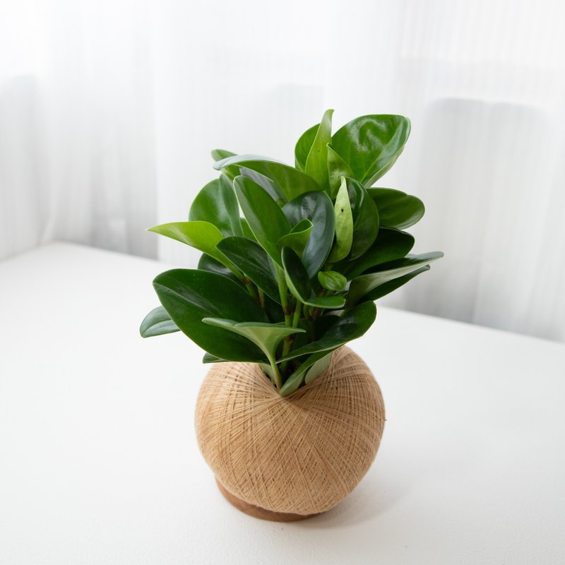 圓葉椒草 手作植栽苔球 - 植栽/盆栽 - 植物．花 