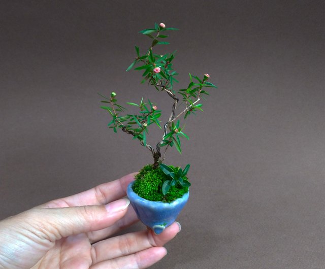 三河盆栽紅梅盆栽