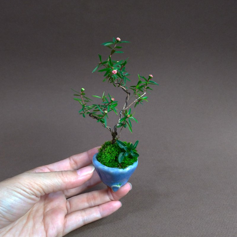 松紅梅山野草∣盛花期∣迷你豆盆栽 - 盆栽/植栽 - 陶 