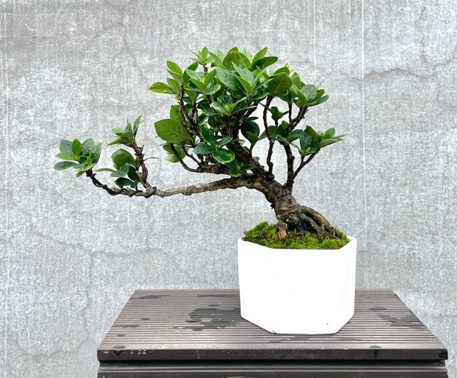 小品盆栽-達摩梔子花盆景送禮野趣小品盆栽Rustic Charm Bonsai｜植栽/盆栽人氣榜- Pinkoi