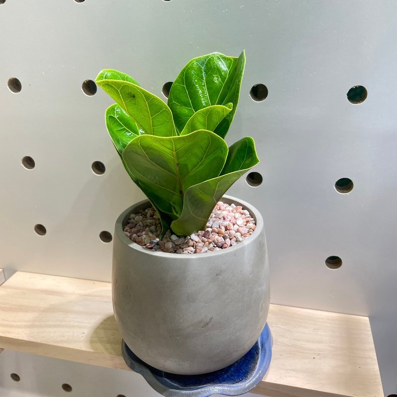 【植蕨所在】 水泥花盆盆栽 多種植株搭配 客製化盆栽 - 盆栽/植栽 - 植物．花 