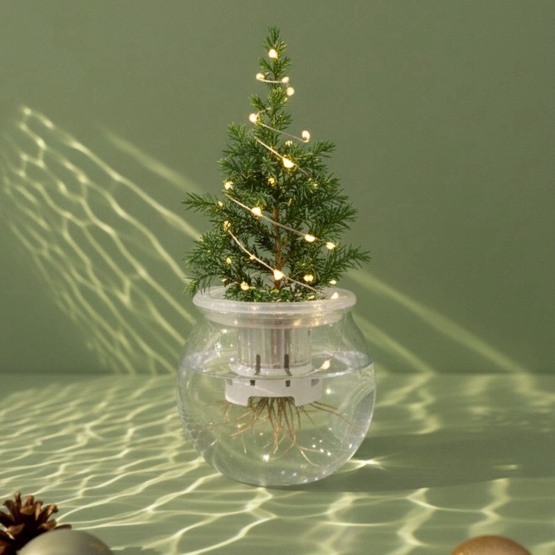 │ 玻璃系列 │ 聖誕柏 - 無土玻璃 水耕盆栽 交換禮物 - 植物/盆栽/盆景 - 植物．花 