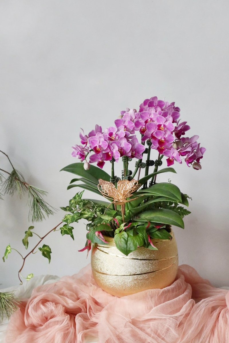 Year of the Snake New Year Series | Limited edition! New Year mini multi-stem orchid pot set (pre-order/in-store only) - Dried Flowers & Bouquets - Plants & Flowers 