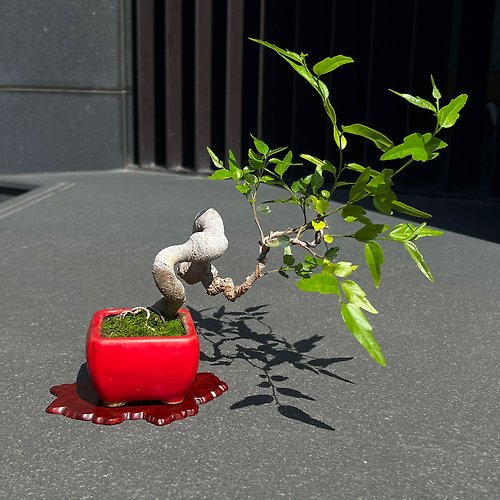 mu bonsai 茉莉愛草 竹葉石朴∣迷你盆景