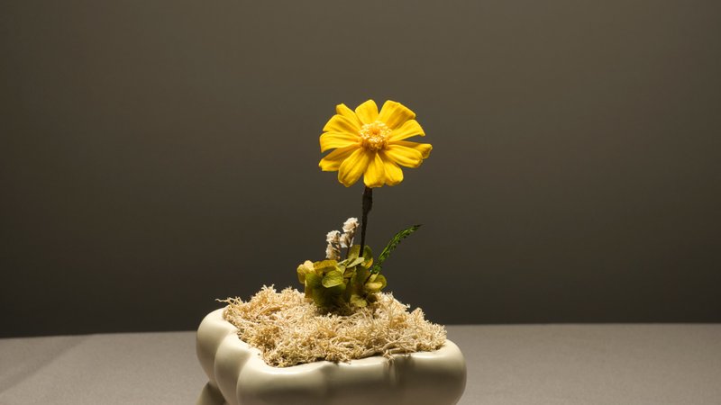 Everyday Blooms: The Language of Flowers Collection - Yellow Zinnia Pot - Dried Flowers & Bouquets - Plants & Flowers Yellow