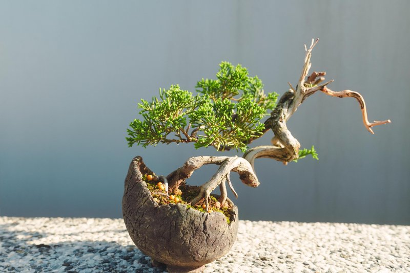 系魚川真柏造型盆栽 手工 真柏盆栽 迷你松柏盆栽 - 盆栽/植栽 - 植物．花 綠色