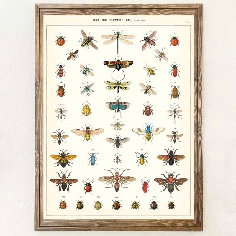 Cavallini & Co. Poster\Wrapping Paper Butterfly Insect Series (Various Styles) - โปสเตอร์ - กระดาษ หลากหลายสี