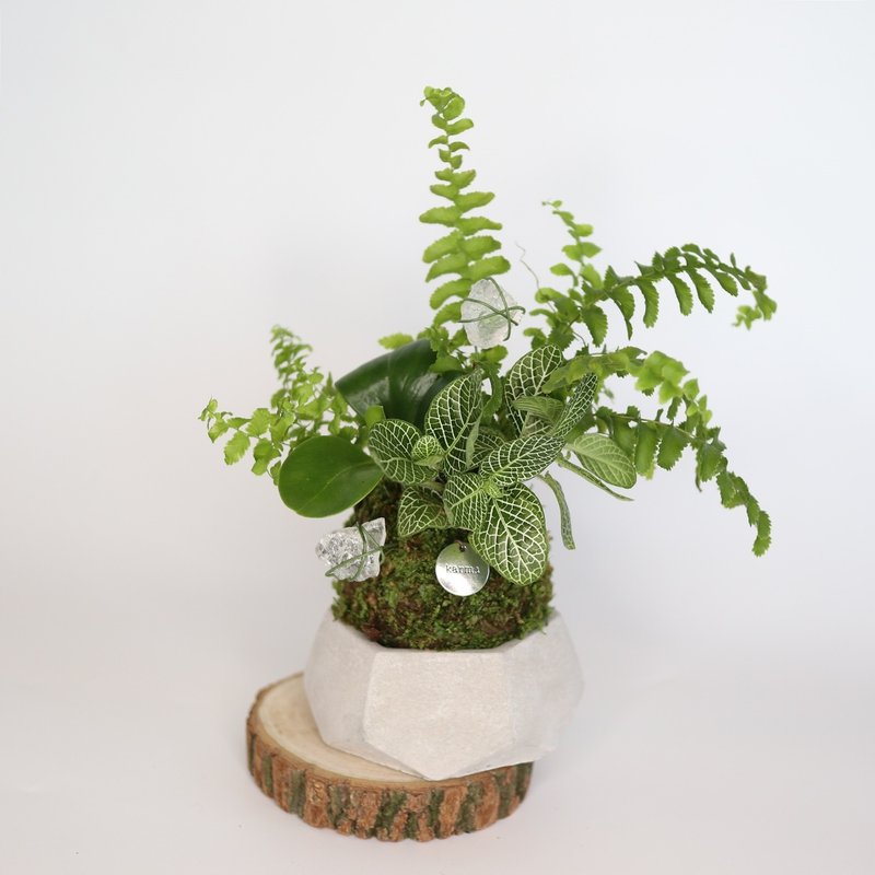 新竹 【綠植星球】植物觀察學+青苔球+擴香石 - 植栽/花藝 - 植物．花 