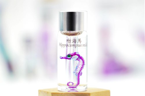 Fish Heart 魚心標本藝術 透明生物標本 - 吻海馬 Hippocampus reidi (小)