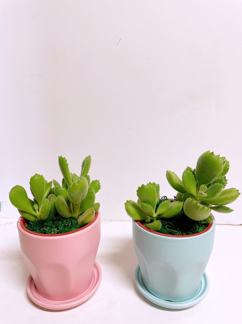 【可愛襲擊多肉植物一組兩盆】熊掌禮盒 送禮自用觀賞擺 - 盆栽/植栽 - 陶 