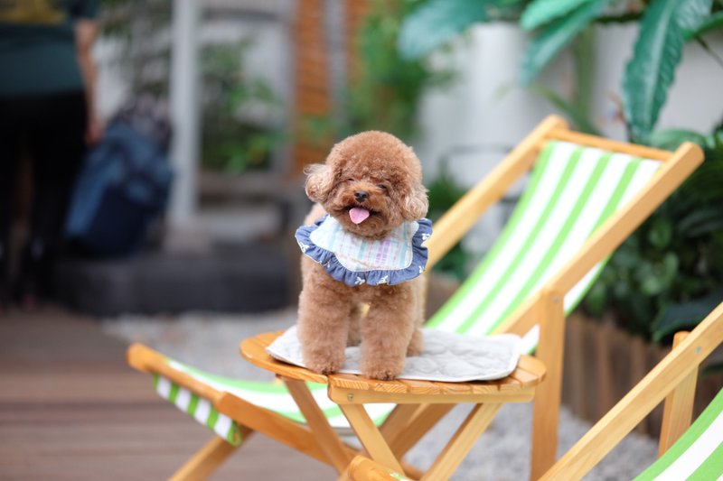 粉綠格仔 x 蝴蝶牛仔 花邊款 - 項圈/牽繩 - 棉．麻 