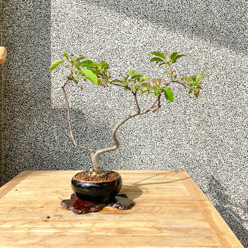 スケッチ盆栽-日本の姫リンゴ盆栽ギフト - 観葉植物 - 寄せ植え・花 