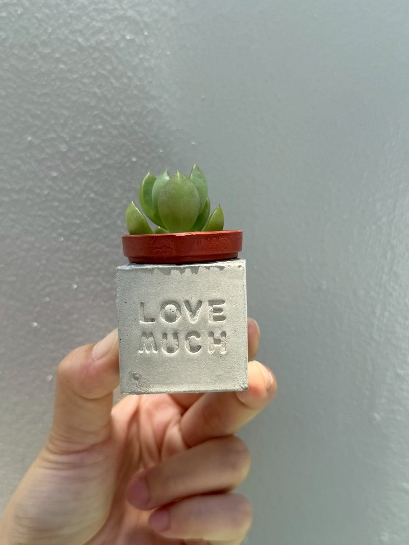大好き〜！多肉植物のマグネット鉢植え - 観葉植物 - コンクリート グレー