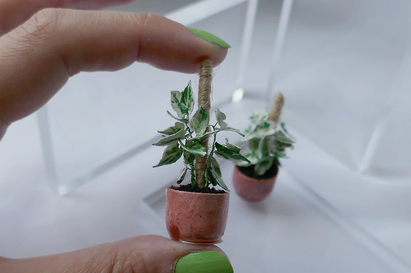 1:12 miniature plants | Begonia Helen Lewis