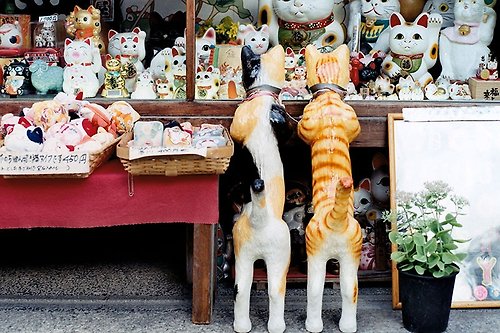 Katie Yang Photographs 攝影 萬用 明信片 - Japan系列 - 貓咪的向往